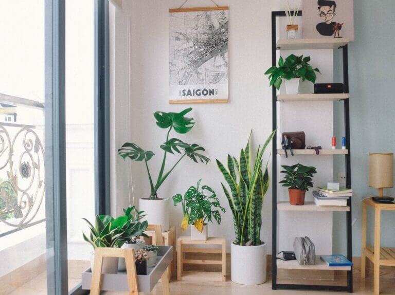 plantas e móveis