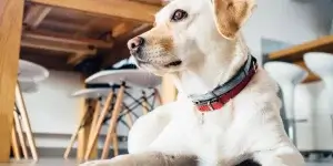 Pet-Friendly