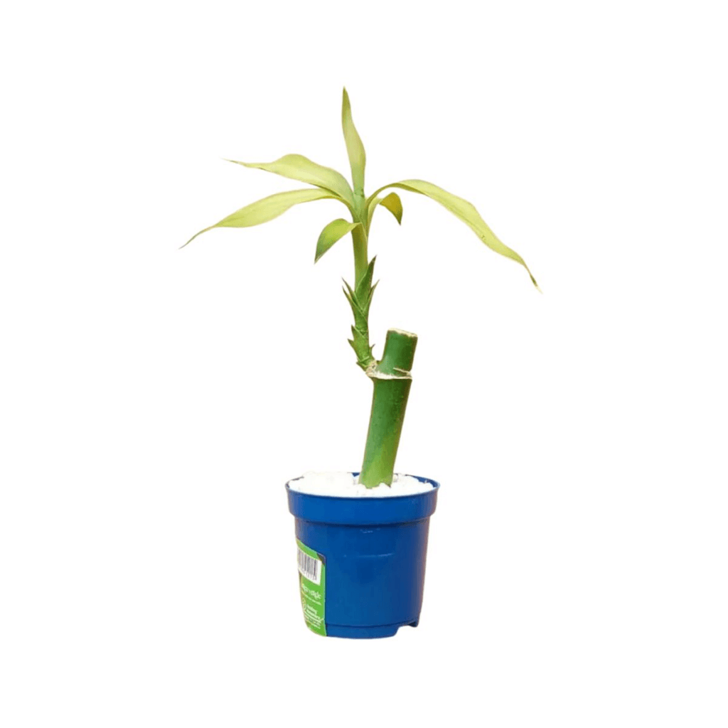 planta bambu da sorte