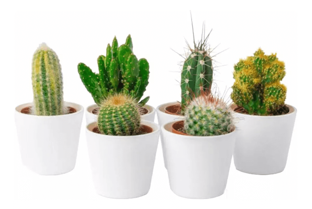 planta cactos