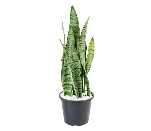 plantas espada de são jorge