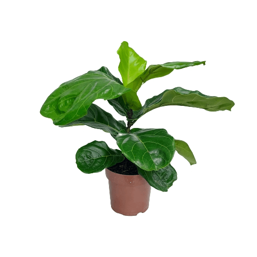 plantas ficus lyrata