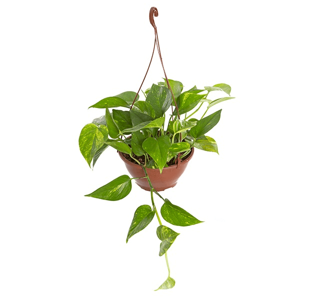 plantas jiboia