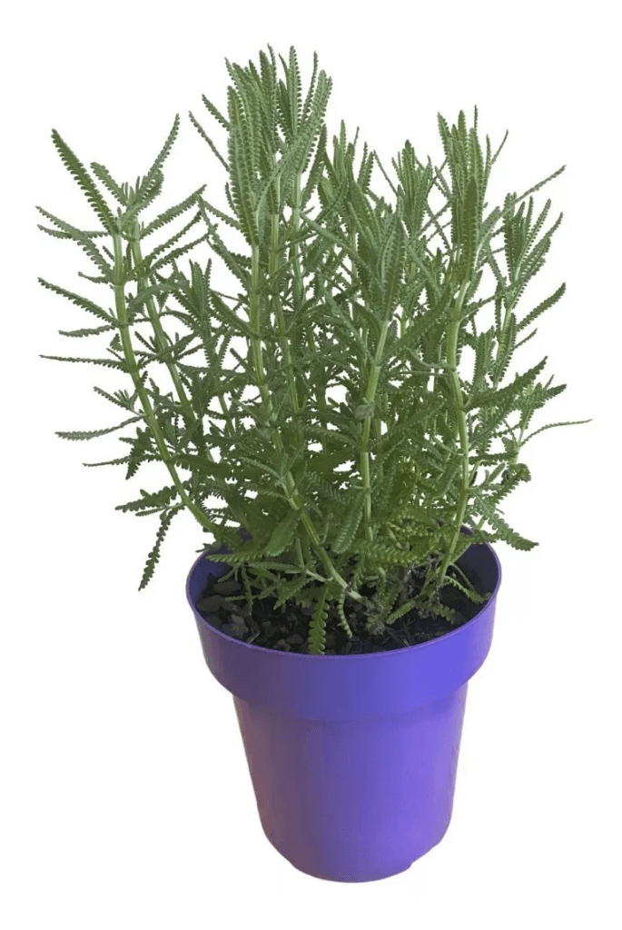 planta lavanda