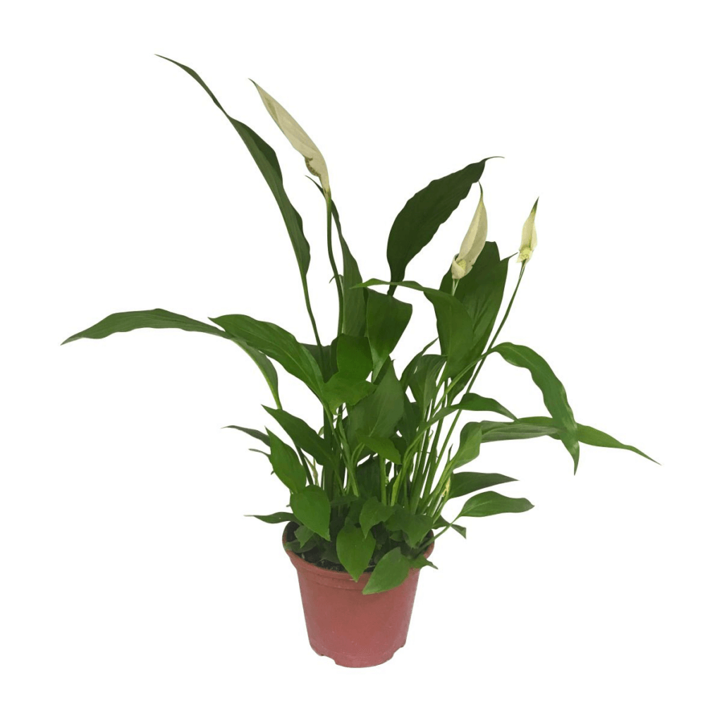 plantas lírio da paz