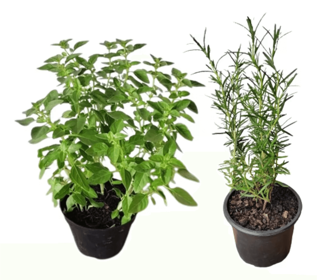 plantas manjerição e alecrim