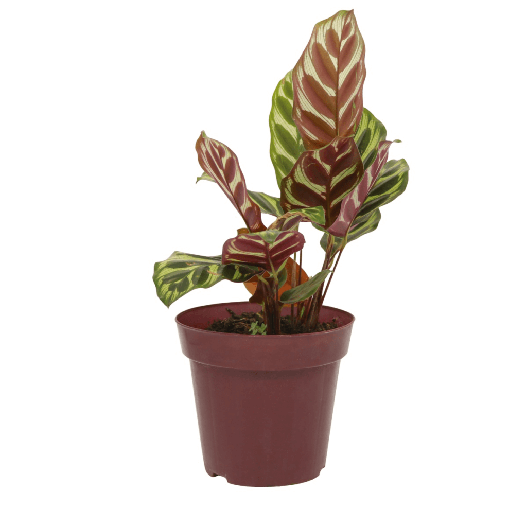planta maranta