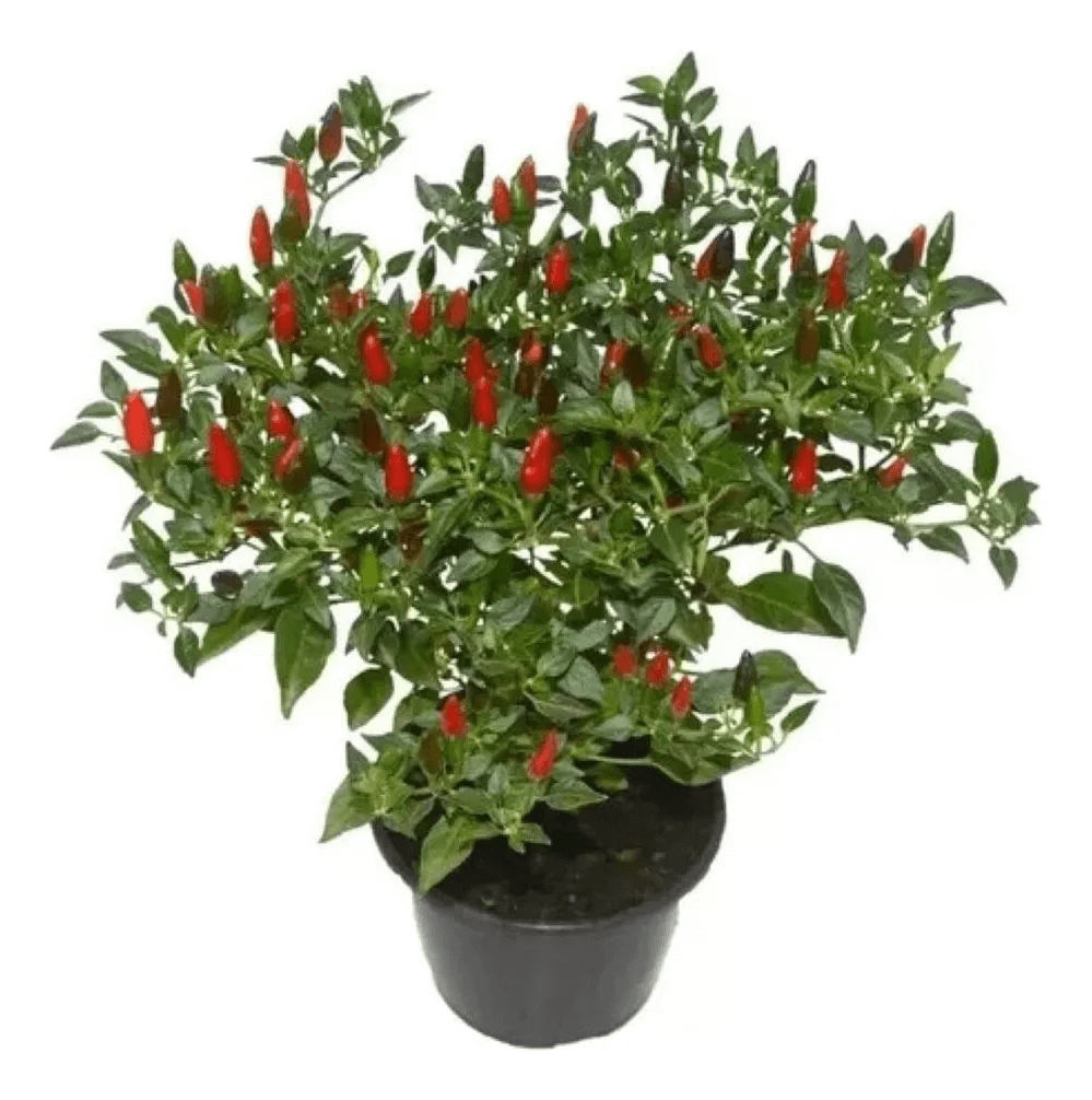 planta pimenteira