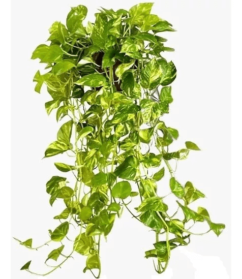 planta pothos jiboia
