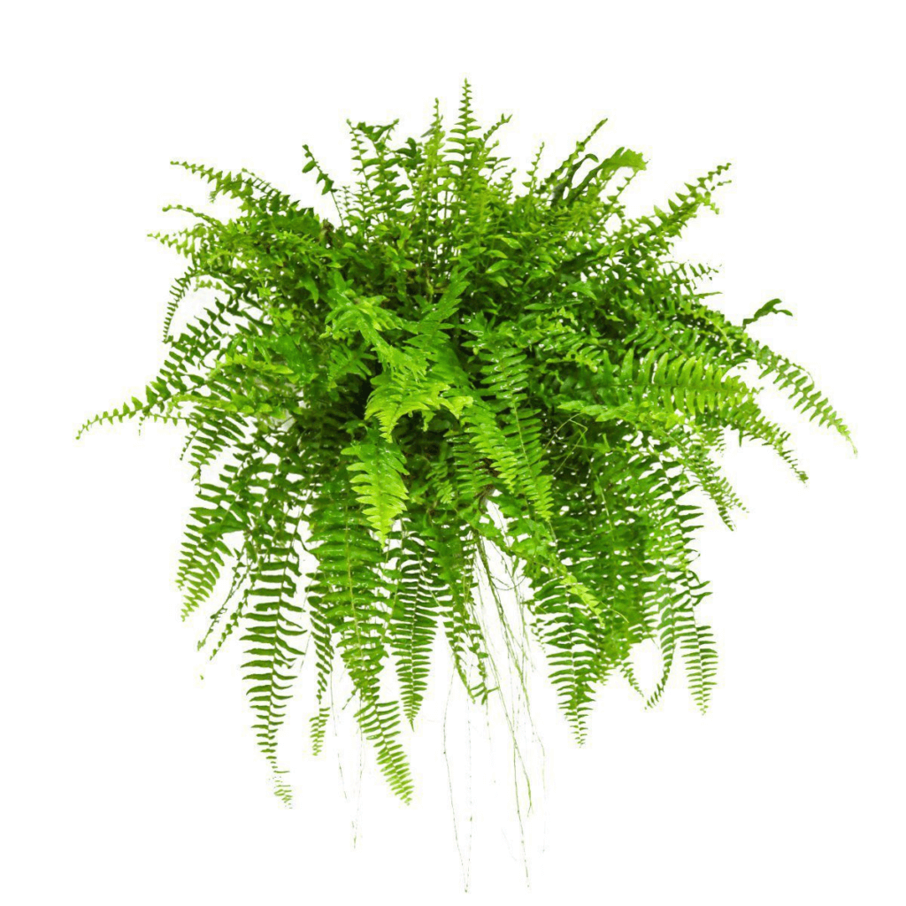 planta samambaia