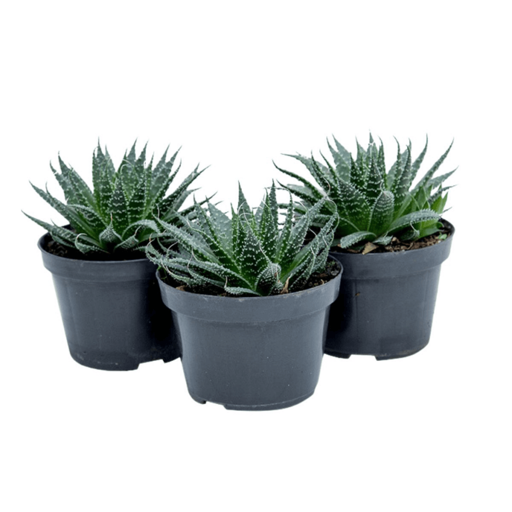 plantas suculentas