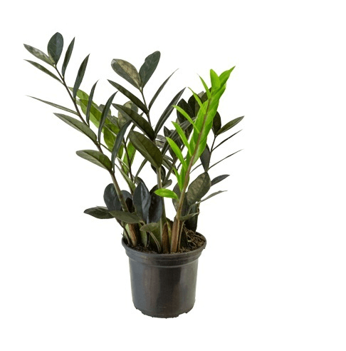planta zamioculca
