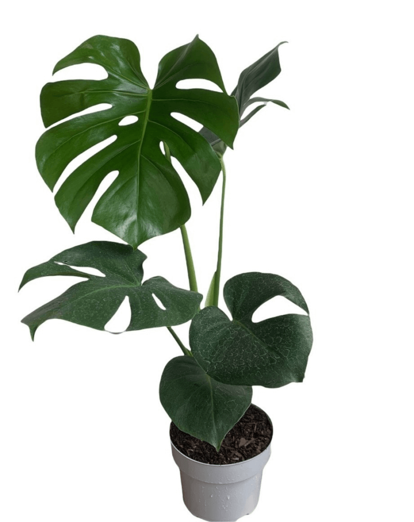 plantas costela de adão